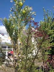 Gomphocarpus physocarpus