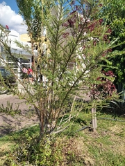Gomphocarpus physocarpus
