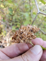 Physocarpus capitatus