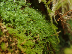 Tetraphis pellucida