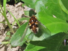 Bombyliini