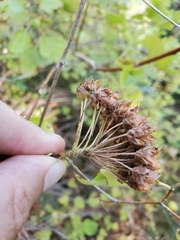 Physocarpus capitatus