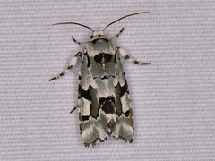 Emarginea percara