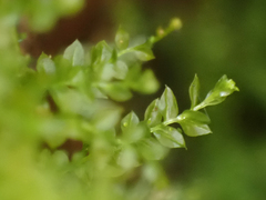 Tetraphis pellucida