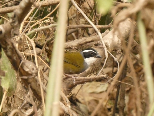 Cerquero Cabecilistado (Arremon torquatus)