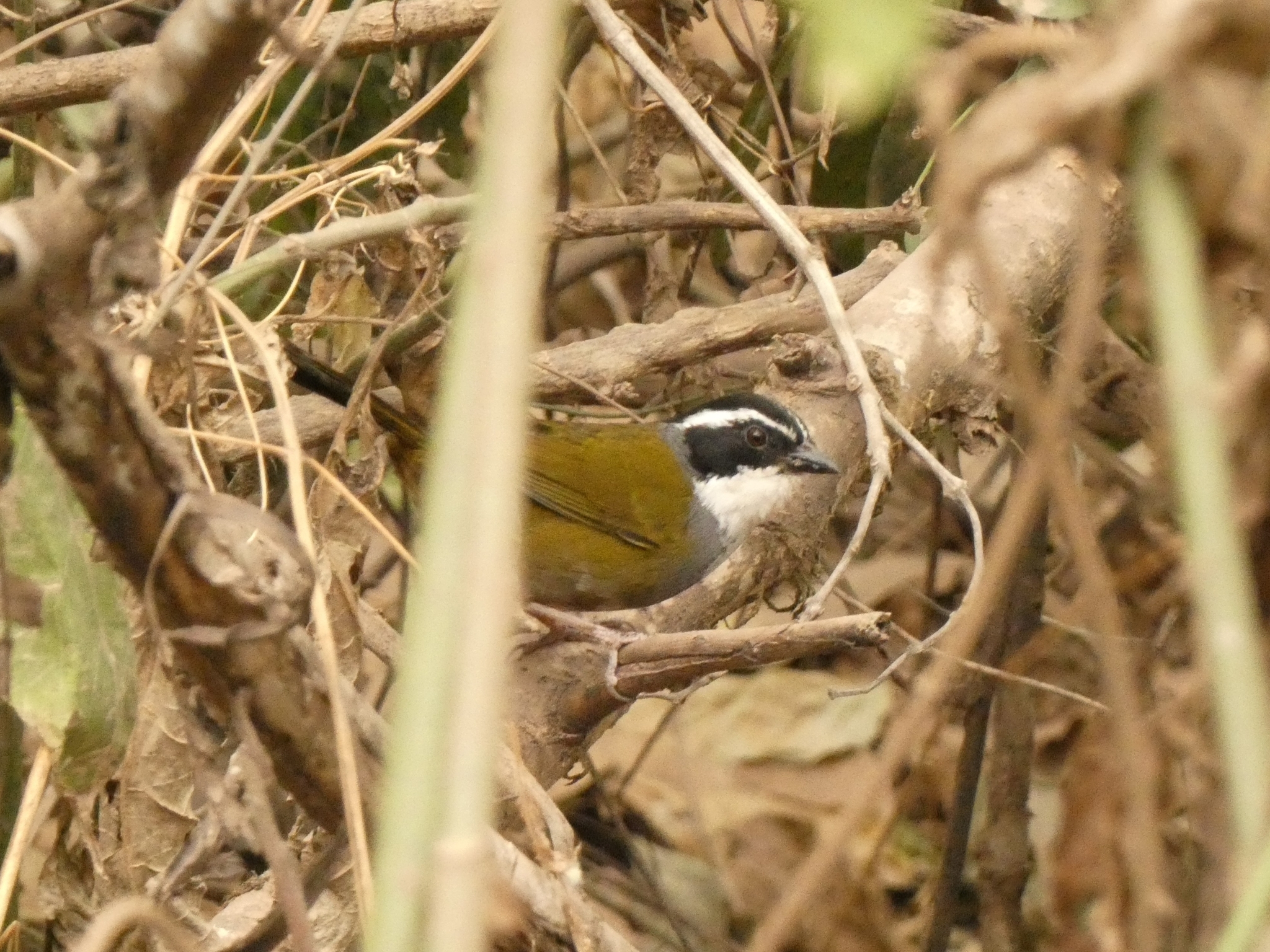 White-browed Brushfinch illustration