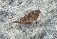 Libytheana carinenta mexicana