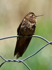 Aglaeactis cupripennis