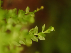 Tetraphis pellucida