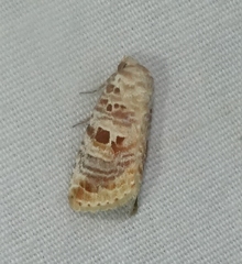 Diastema tigris