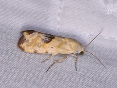 Ponometia libedis