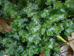 Pellia neesiana