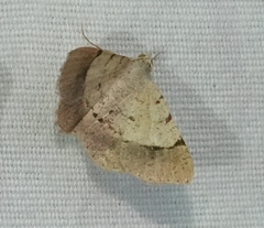 Frederickia flaviterminata