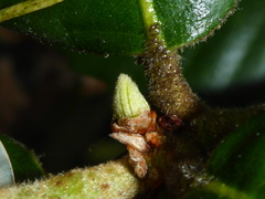 Andricus notholithocarpi