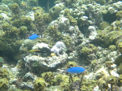 Labroides pectoralis