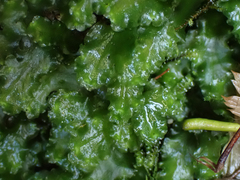 Pellia neesiana