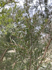 Leptospermum polygalifolium
