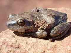 Litoria rubella