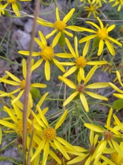 Senecio spartioides