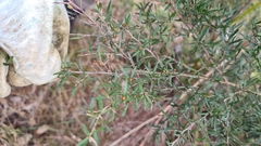 Leptospermum polygalifolium
