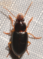 Notiobia terminata