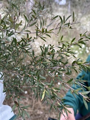 Leptospermum polygalifolium