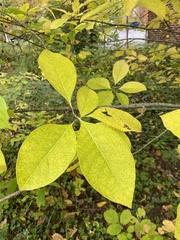 Chionanthus virginicus