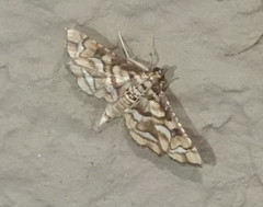 Hileithia magualis