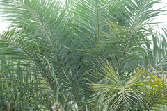 Syagrus coronata