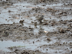 Serpophaga nigricans
