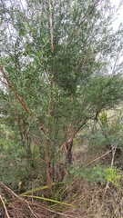 Leptospermum polygalifolium