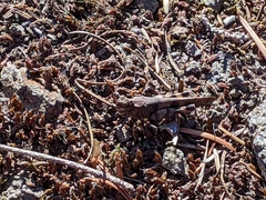 Trimerotropis verruculata