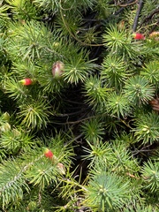 Stenanthera pinifolia