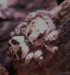 Habronattus cuspidatus