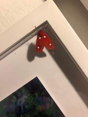 Hyperthaema sanguineata