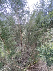 Leptospermum polygalifolium