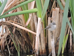 Serpophaga nigricans