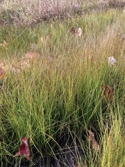 Eleocharis acicularis