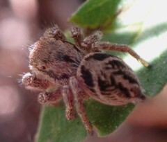 Habronattus cuspidatus