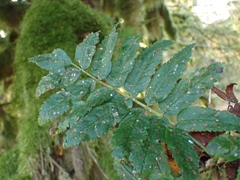 Sorbus sitchensis