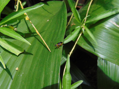 Lemini