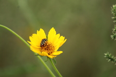 Acmaeodera disjuncta