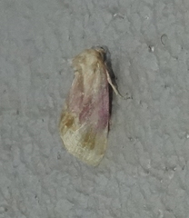 Chamaeclea basiochrea