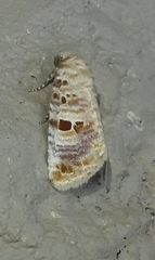 Diastema tigris