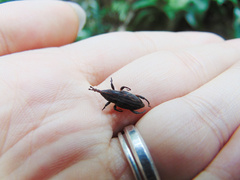 Paramasius distortus