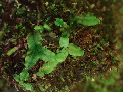 Conocephalum conicum