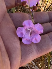 Agalinis fasciculata