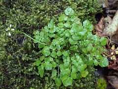 Cardamine flexuosa