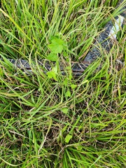 Modiola caroliniana