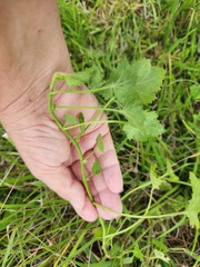 Modiola caroliniana